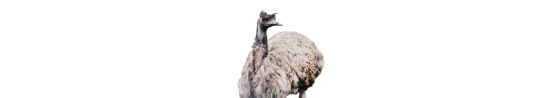 Strusie, emu, nandu - karmy dla ptaków bezgrzebieniowych