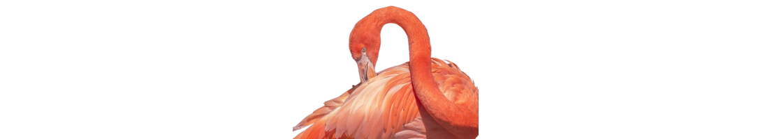 Flamingi i Ibisy - pokarmy, granulaty - EXOTICFLY