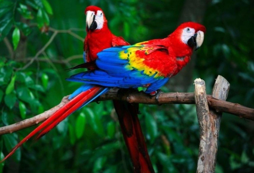 Papugi duże